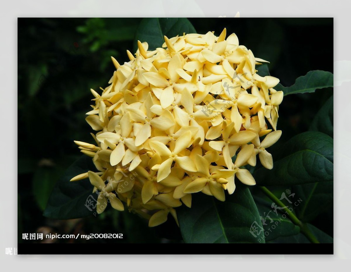 黄花团图片