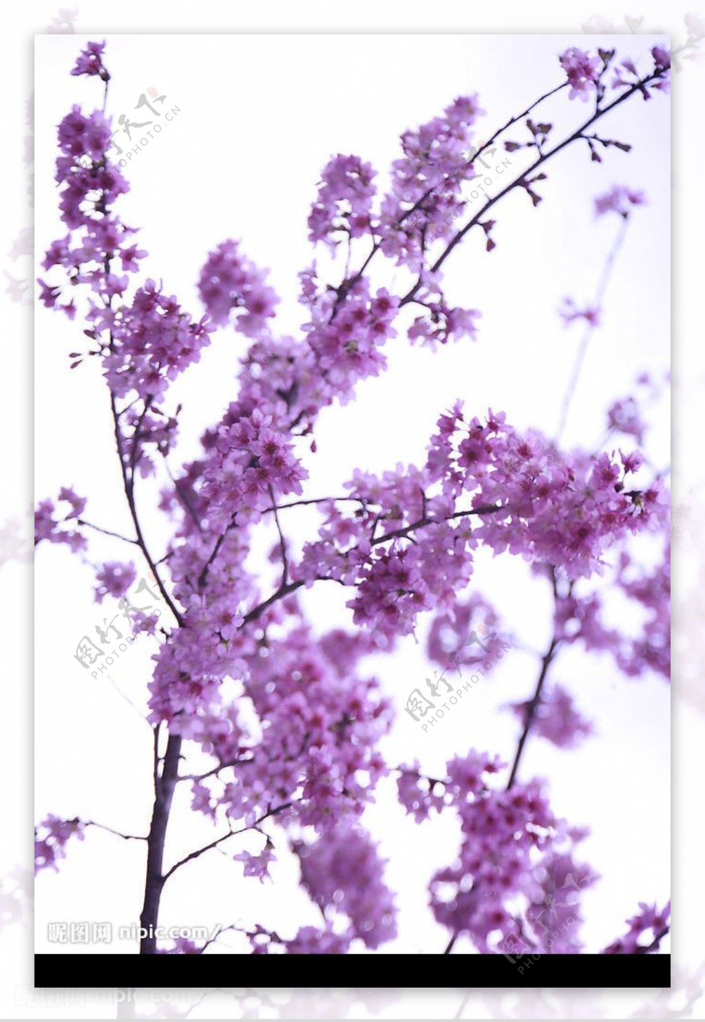 美丽樱花之摄影图图片