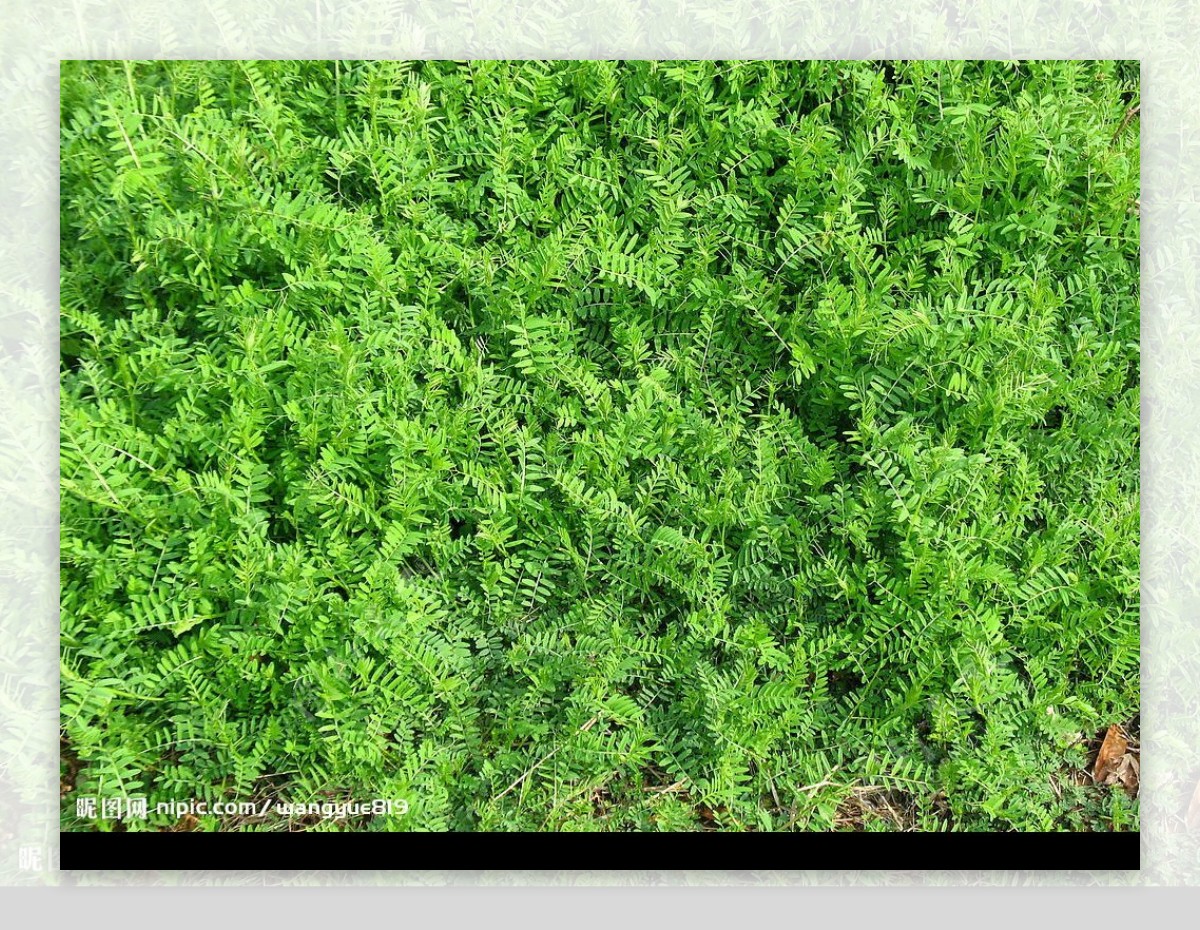 绿色三叶草丛图片