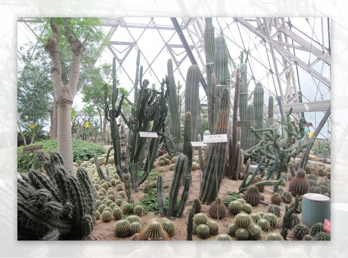 热带沙漠植物图片