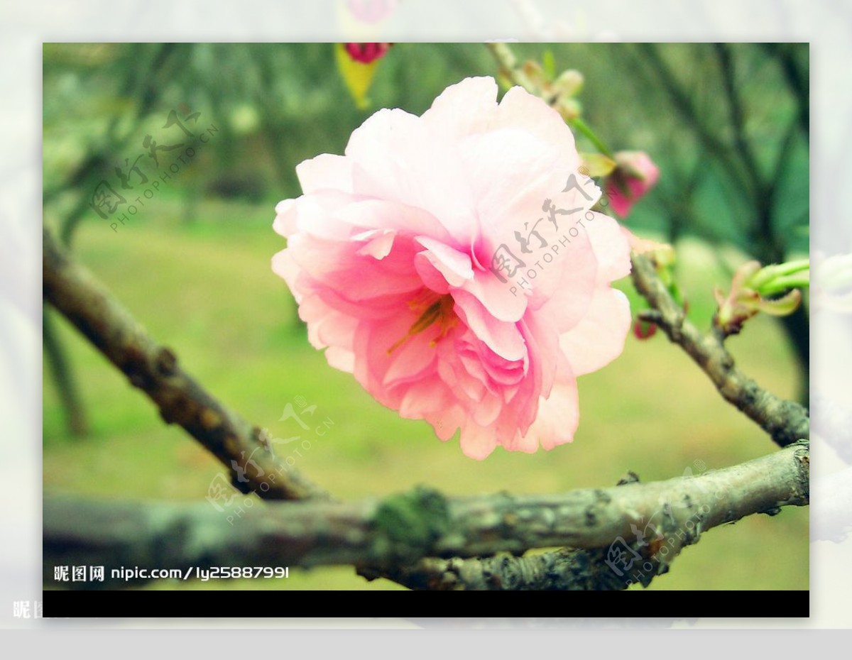 湖南科技大学樱花园樱花图片