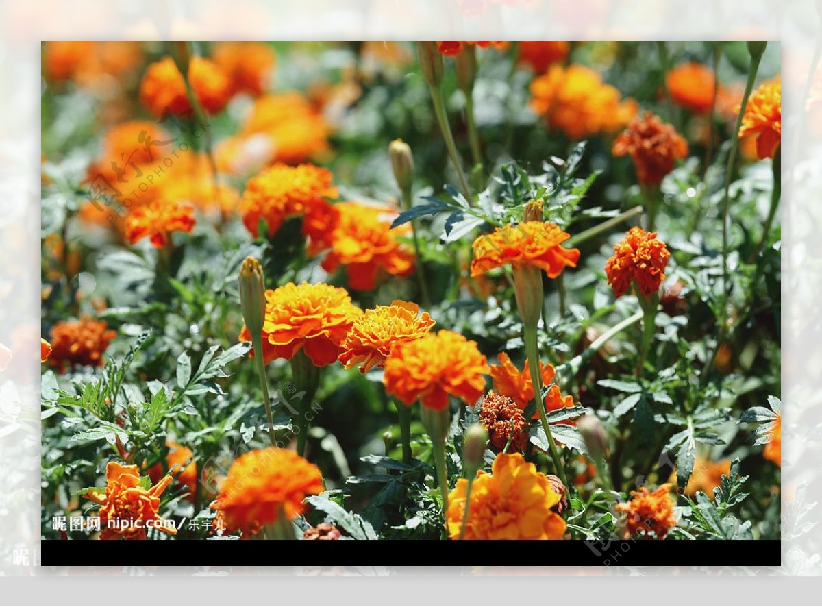 极美橙色花朵花海特写图片