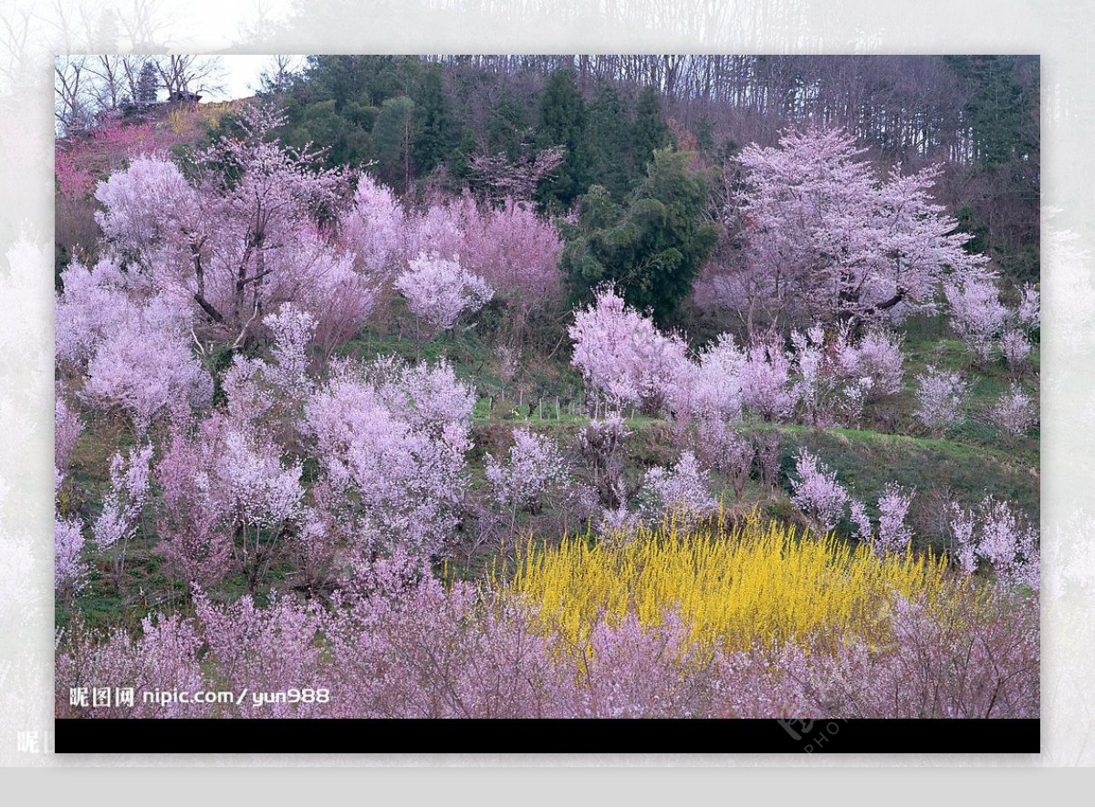 精品花卉系列花的世界图片