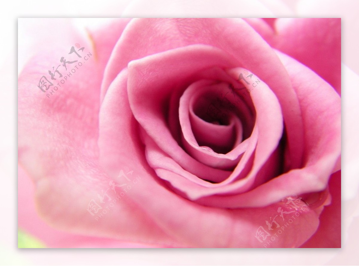 粉紅色玫瑰特寫图片