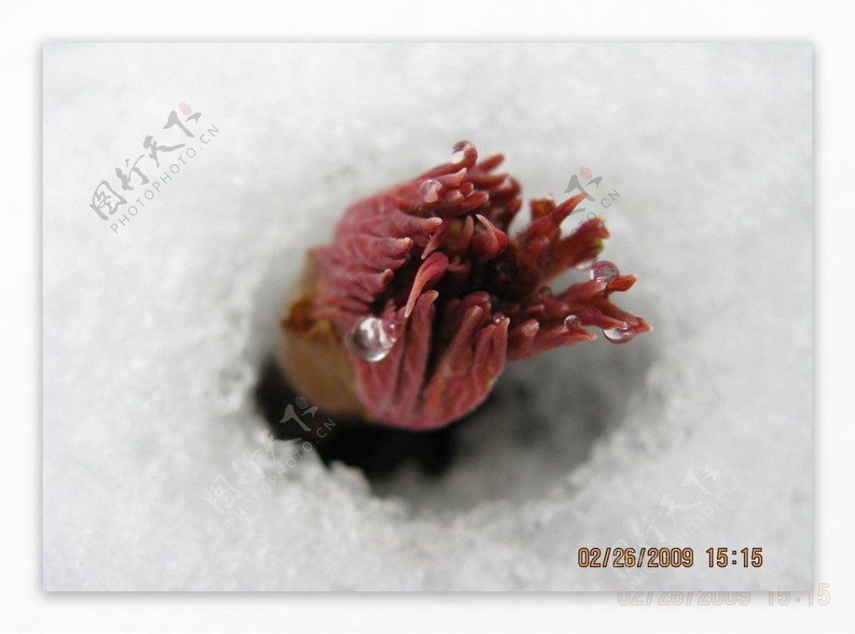 雪中牡丹芽图片