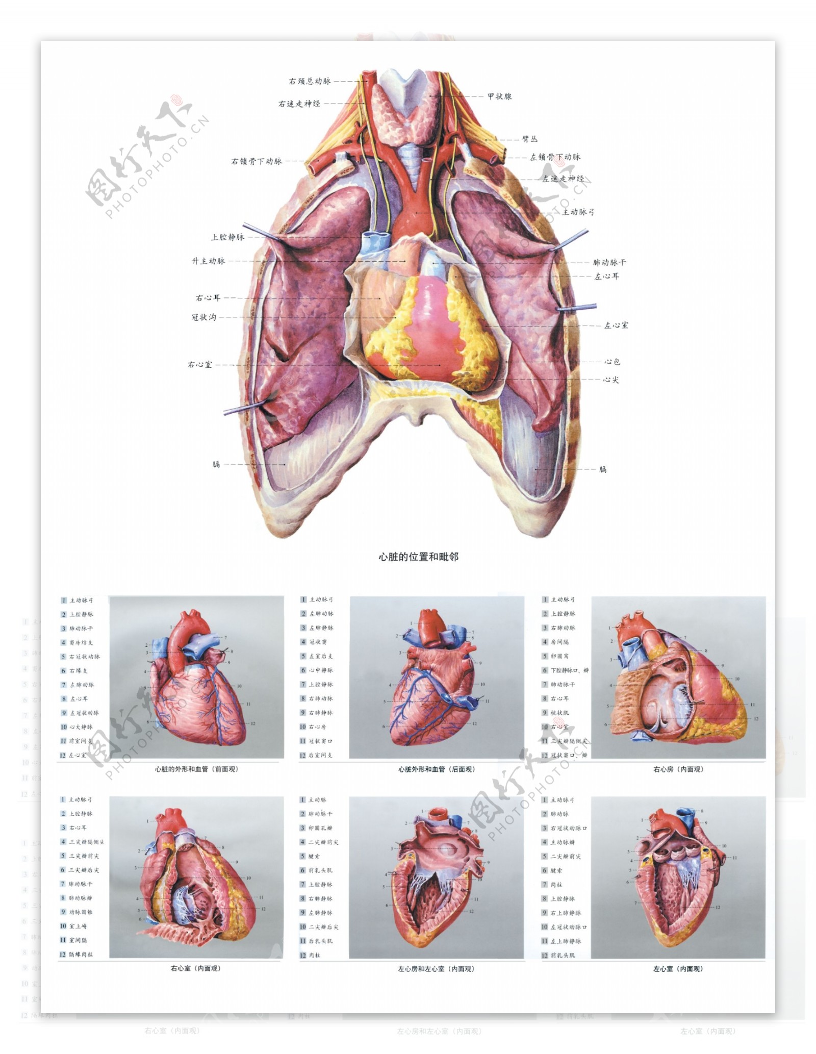 人体解剖图图片