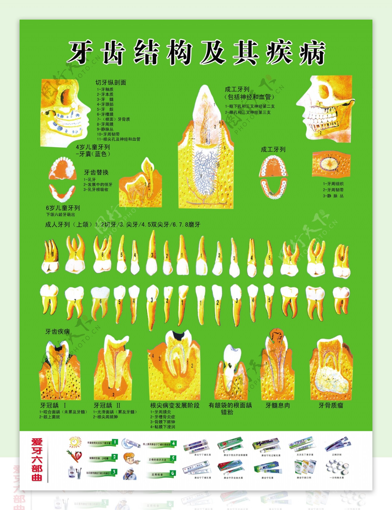 牙齿结构及其疾病图片