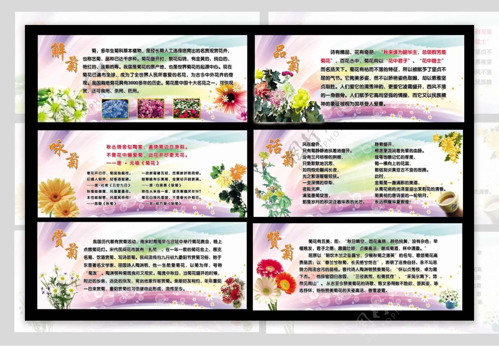 菊文化展板图片