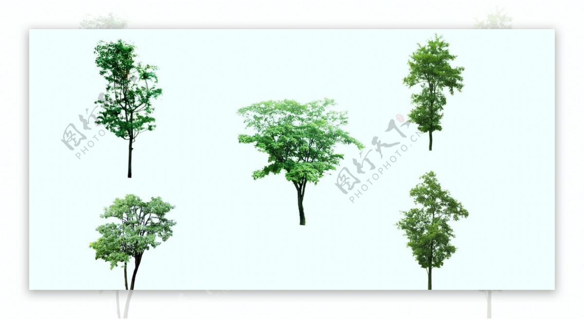 园林装饰树木图片
