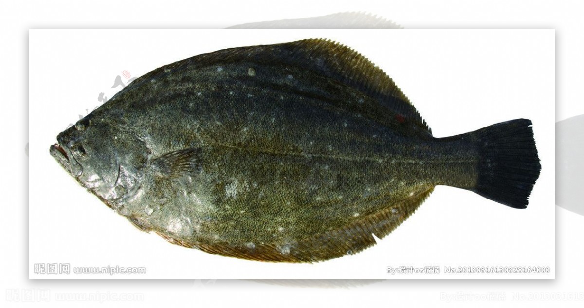 青岛海鲜鲆鱼图片