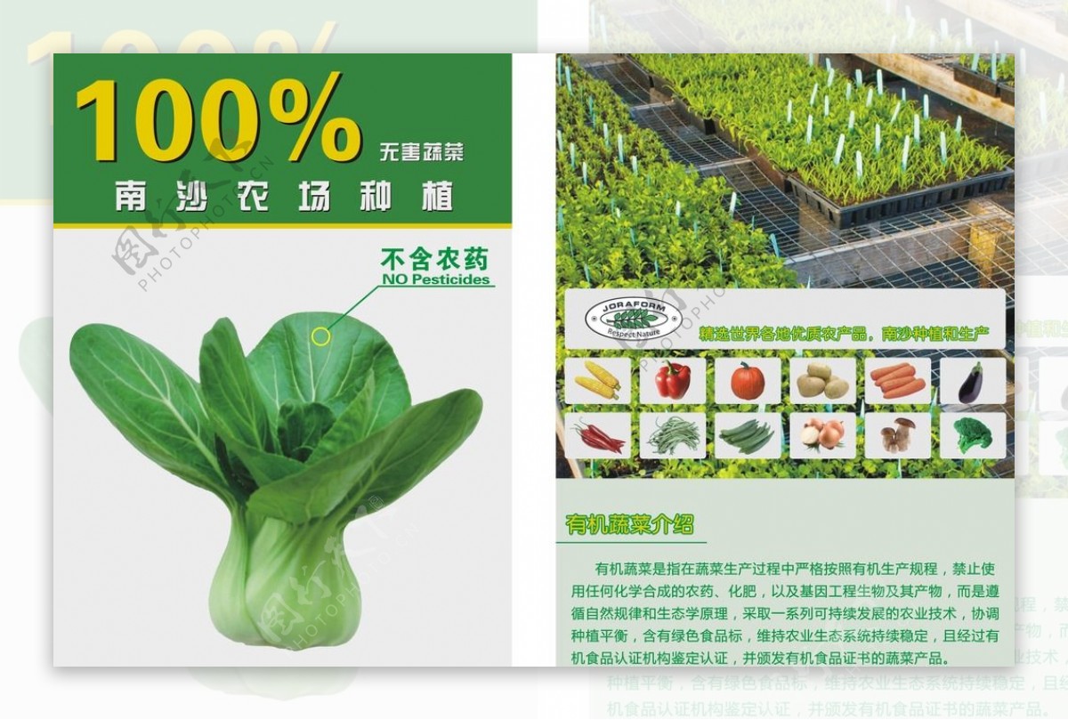 有机蔬菜宣传单图片