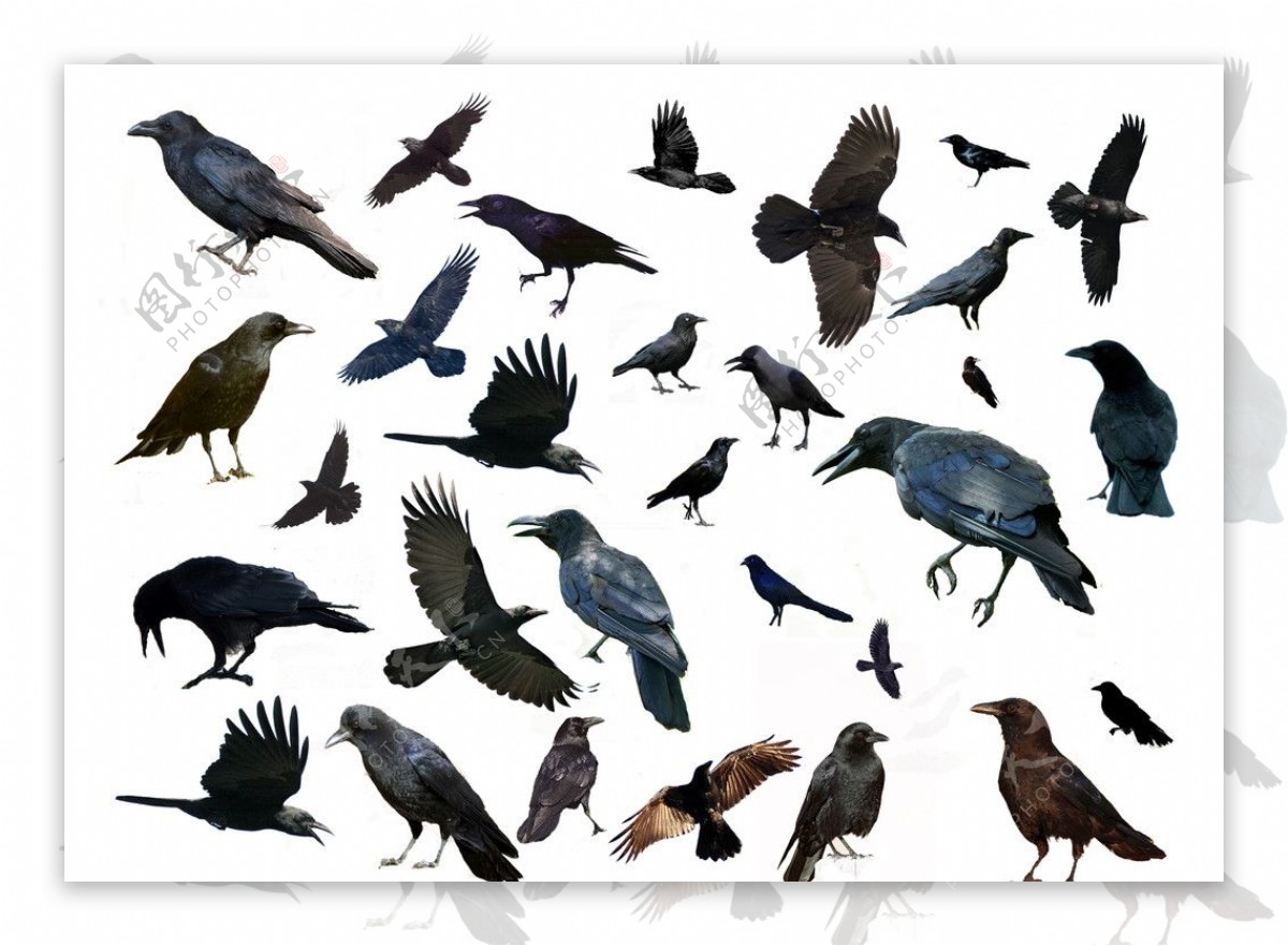 多种鸟PSD分层素材图片