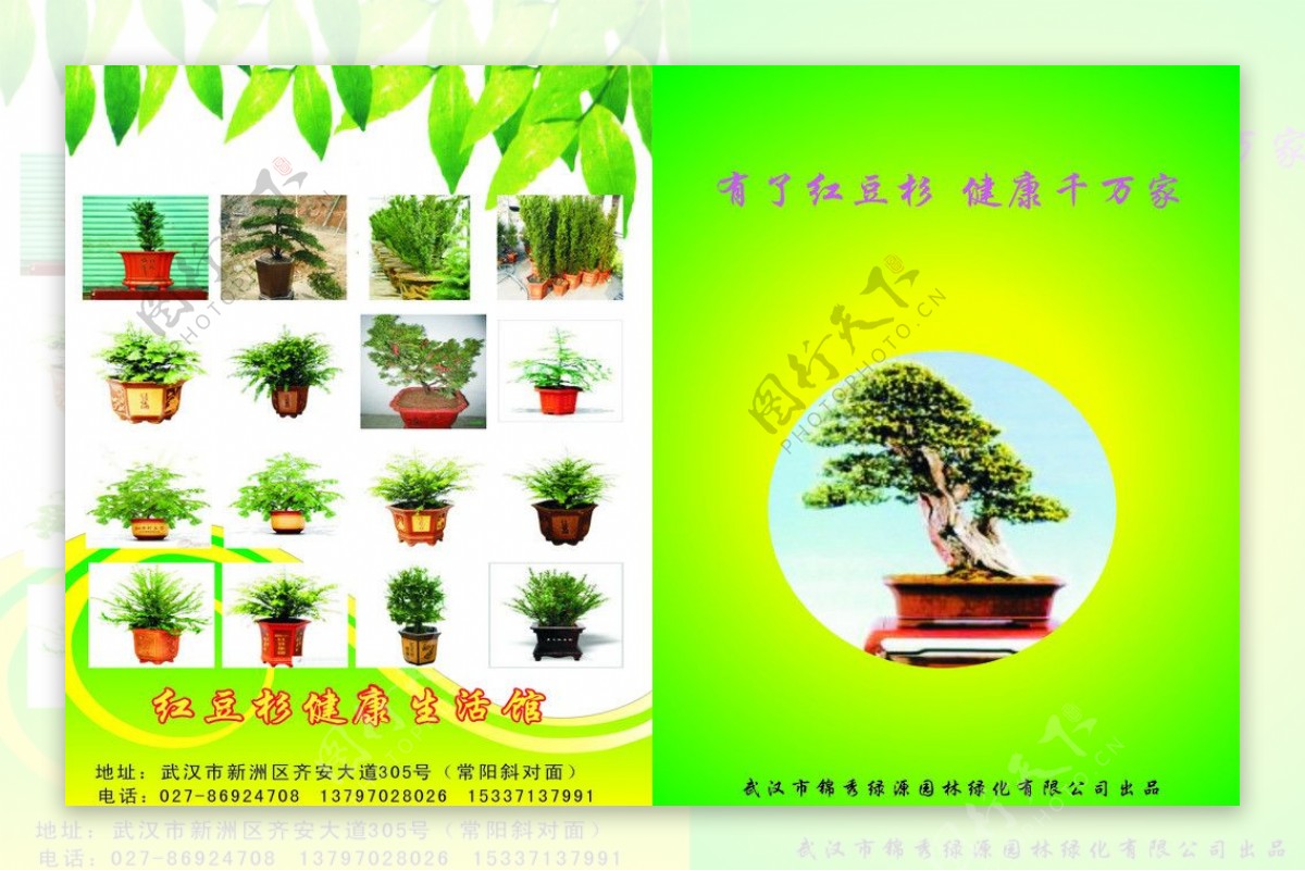 红豆杉宣传单图片
