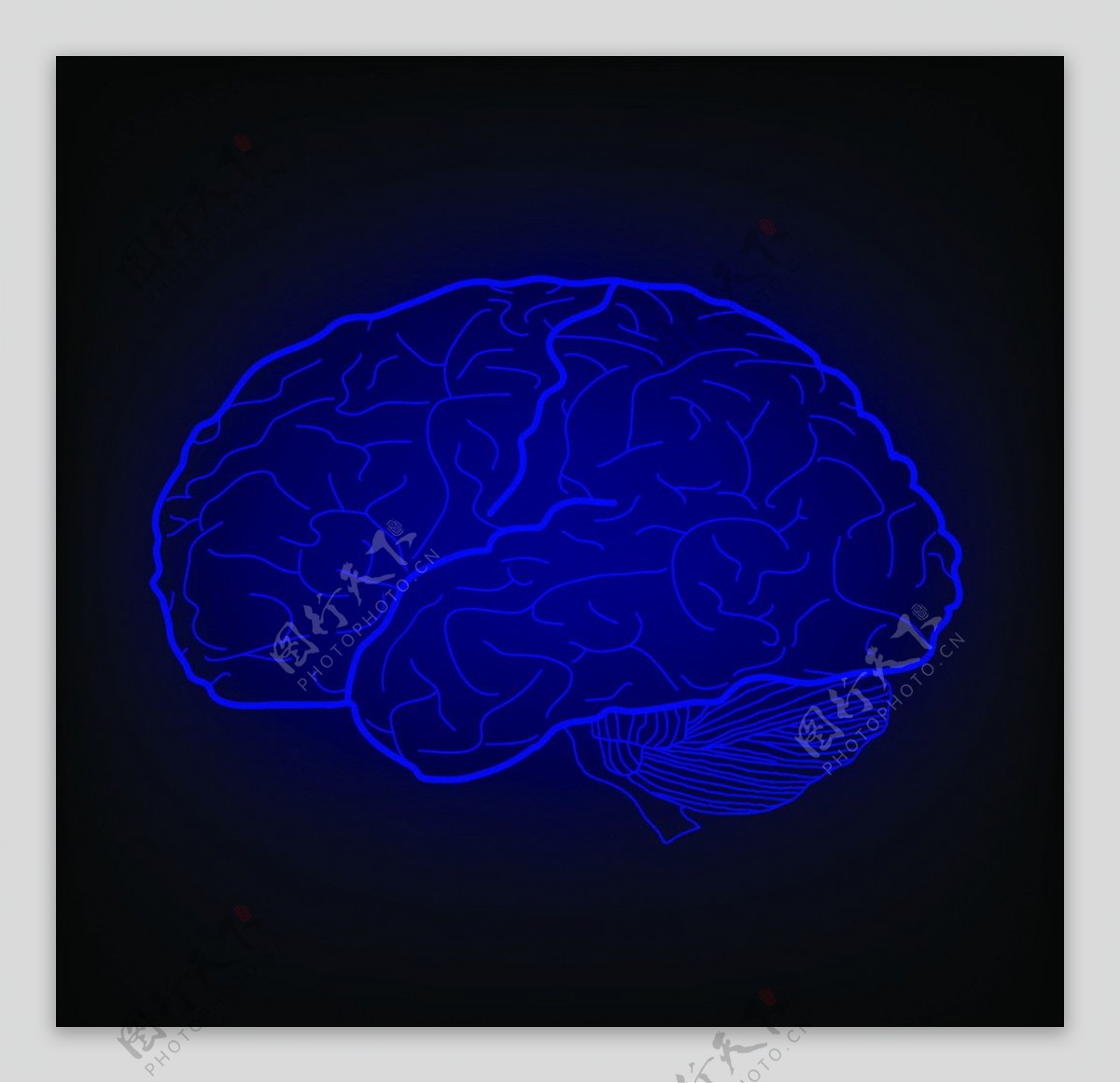 人脑图片