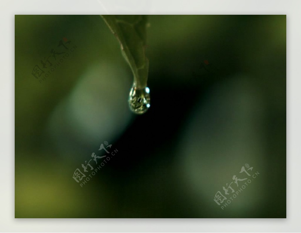 一滴水滴在叶子上图片