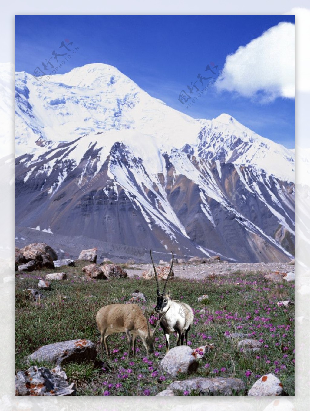 风景藏羚羊图片