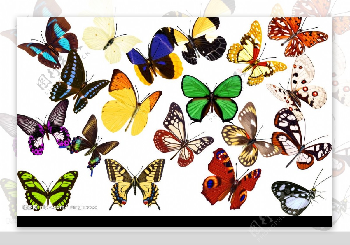 多种多样的蝴蝶图片