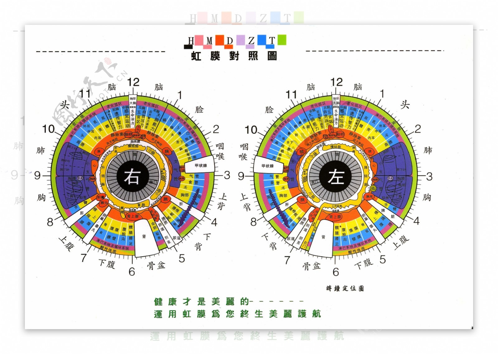 虹膜检查对照图图片