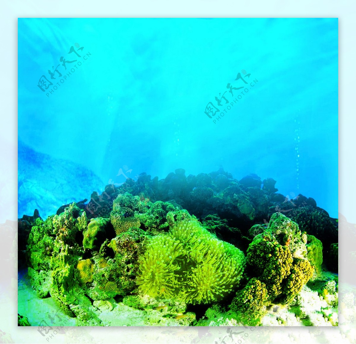 深海珊瑚群图片