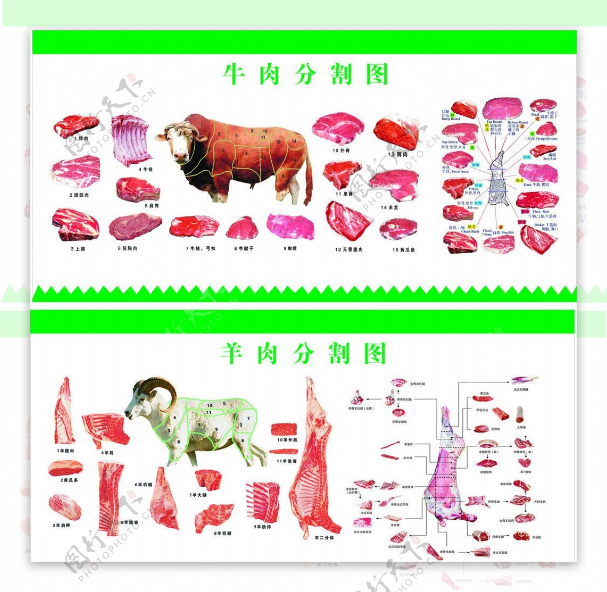 牛羊肉分割图图片