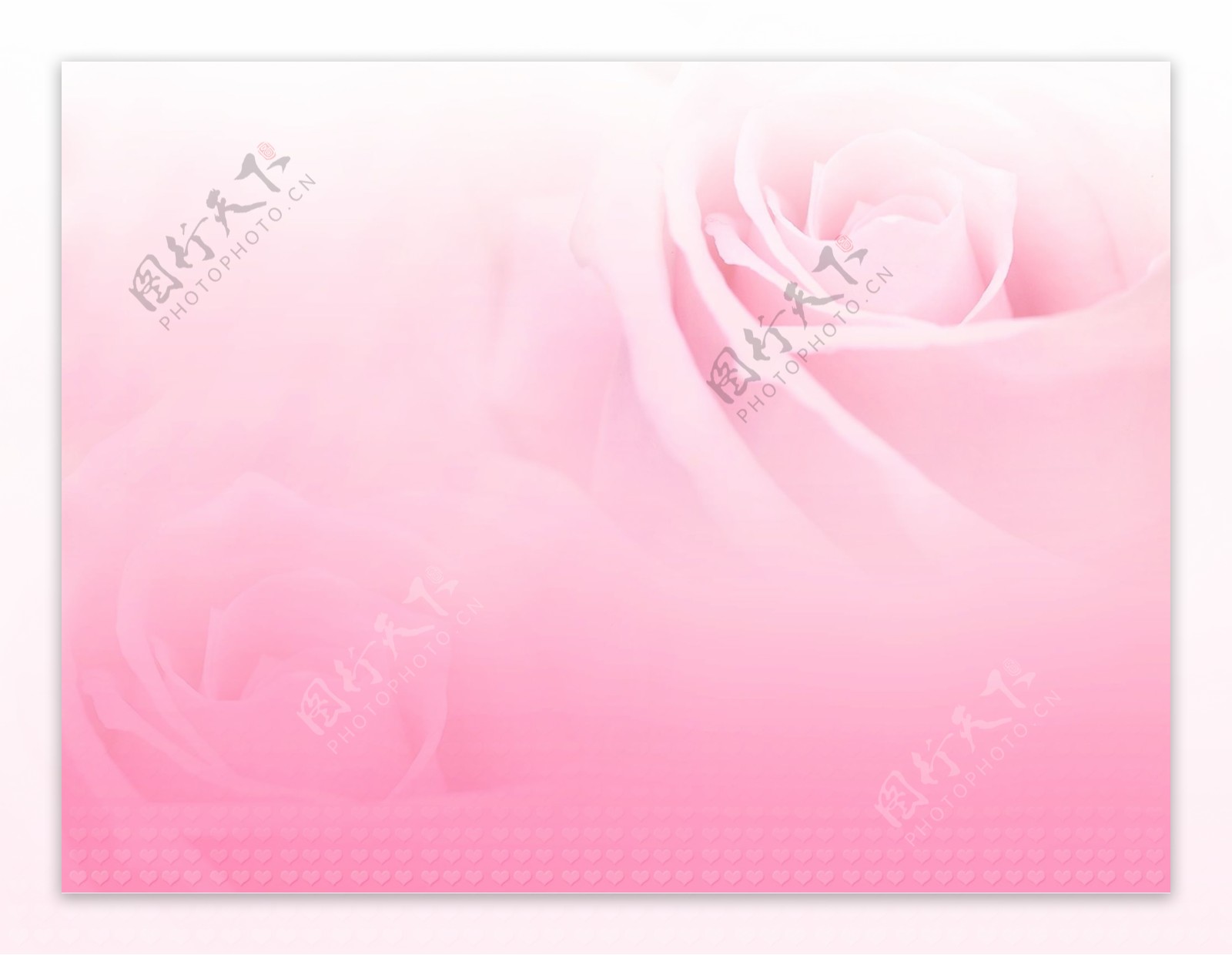 粉色玫瑰婚纱背景图片