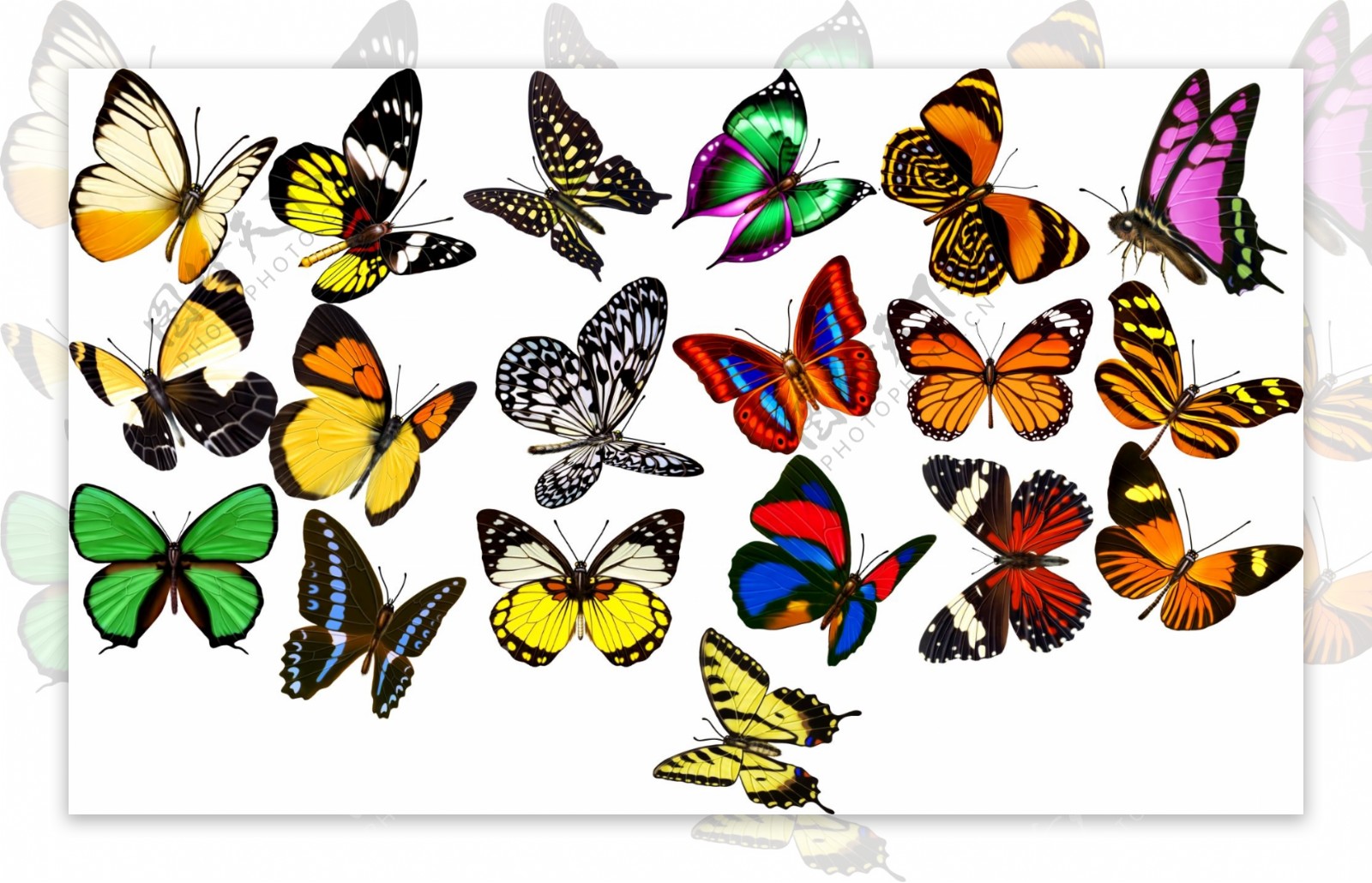 完美全集蝴蝶图片