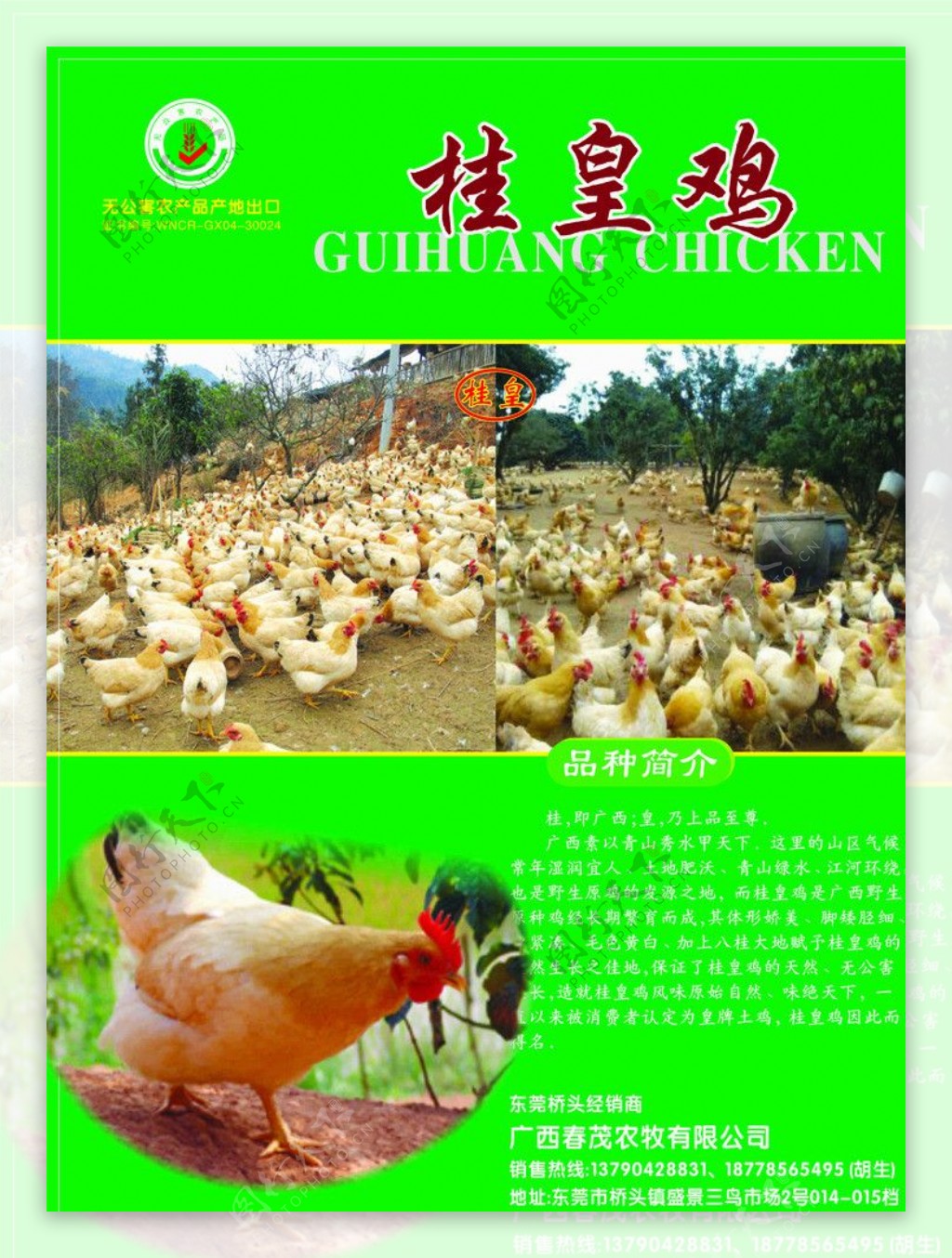 桂皇鸡产品图片