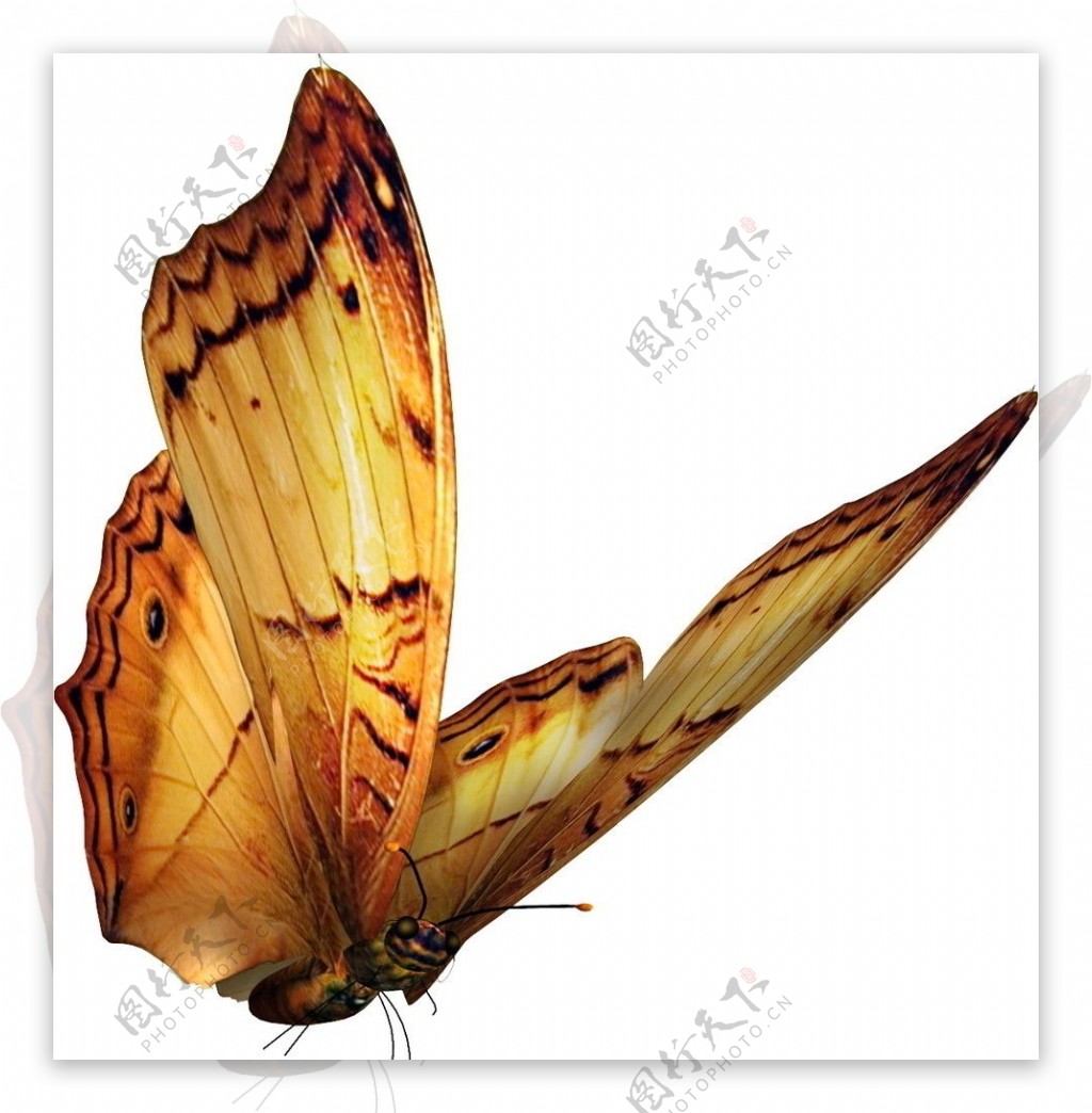 漂亮蝴蝶分层素材图片