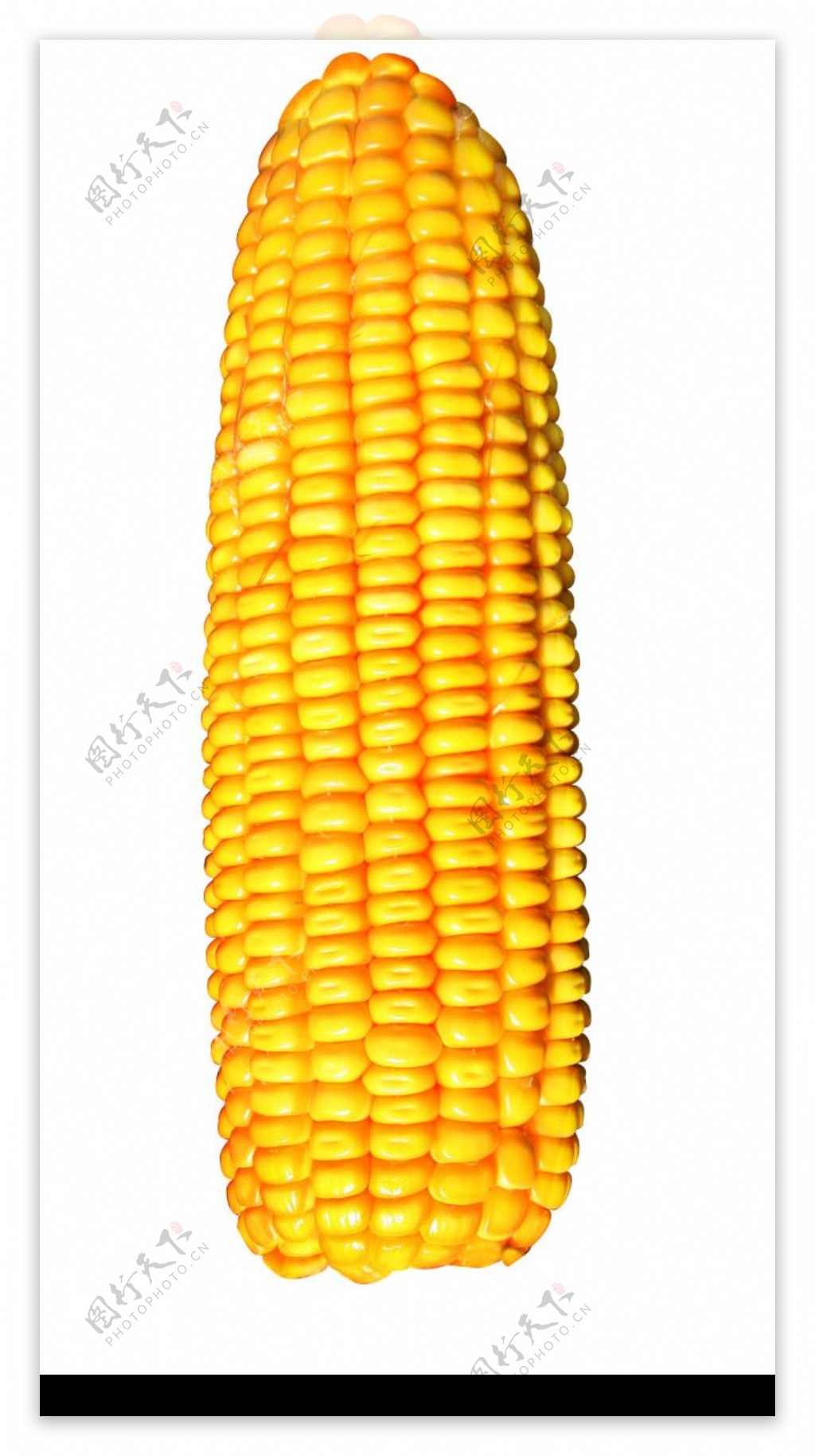 最新玉米棒图片