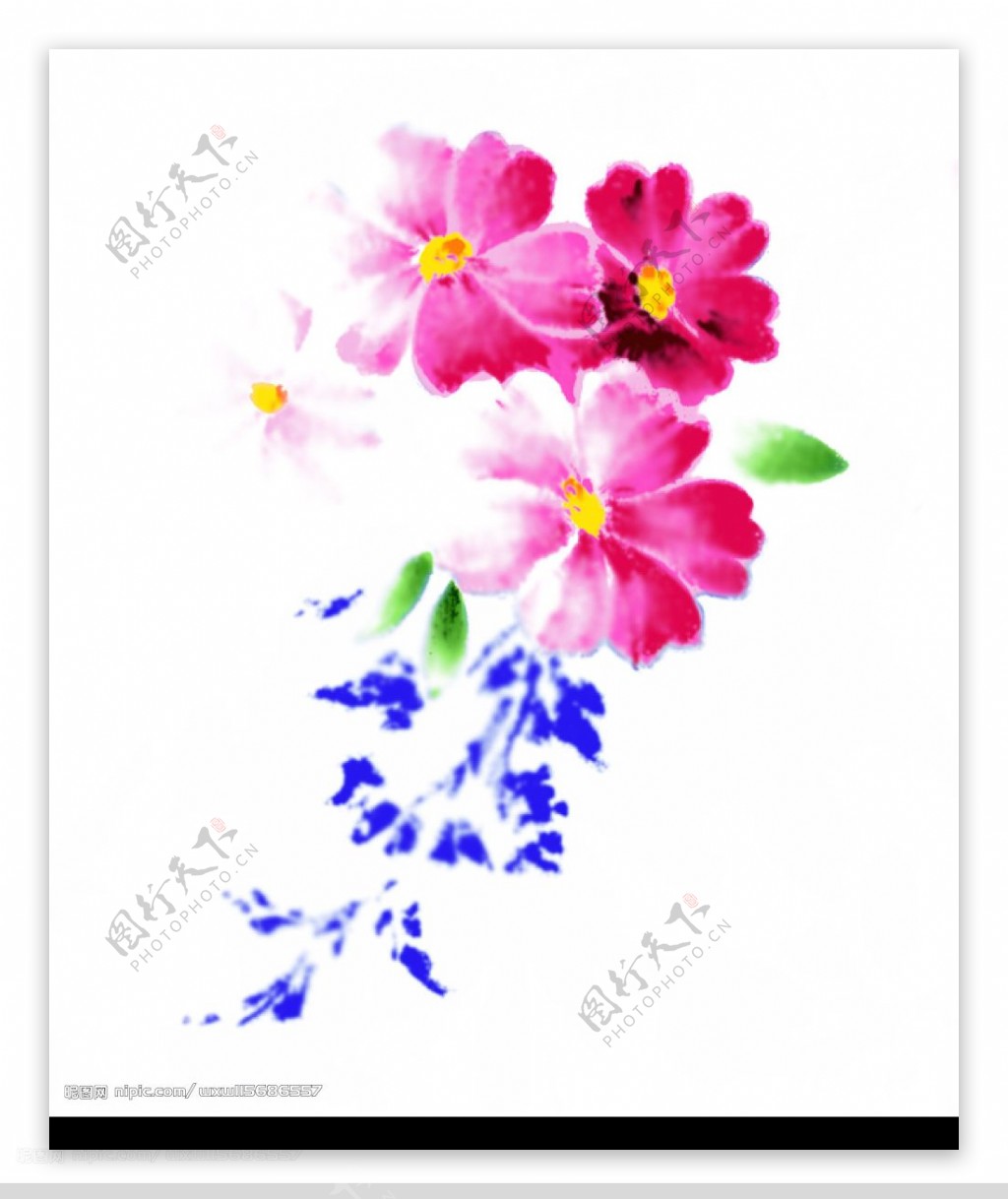 韩国花朵图片