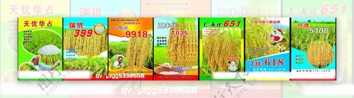 水稻宣传图片