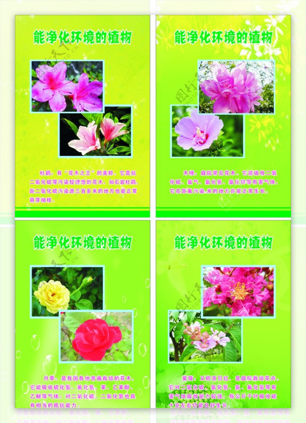 四种植物能净化环境的花图片