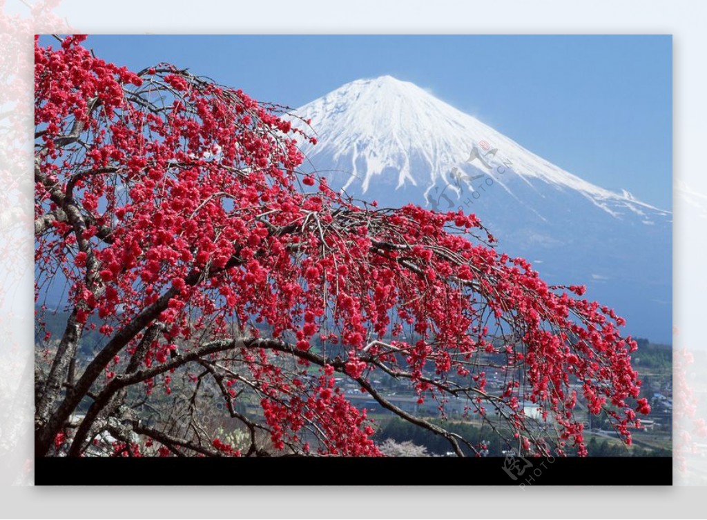 樱花与富士山0046