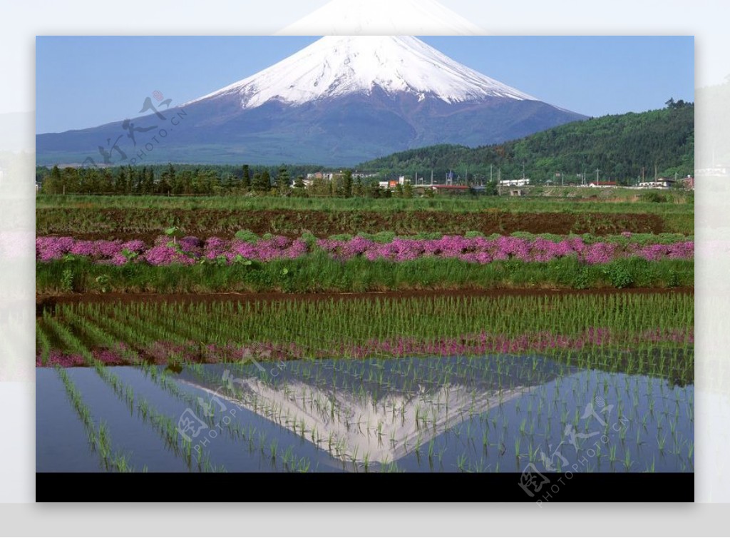 樱花与富士山0048