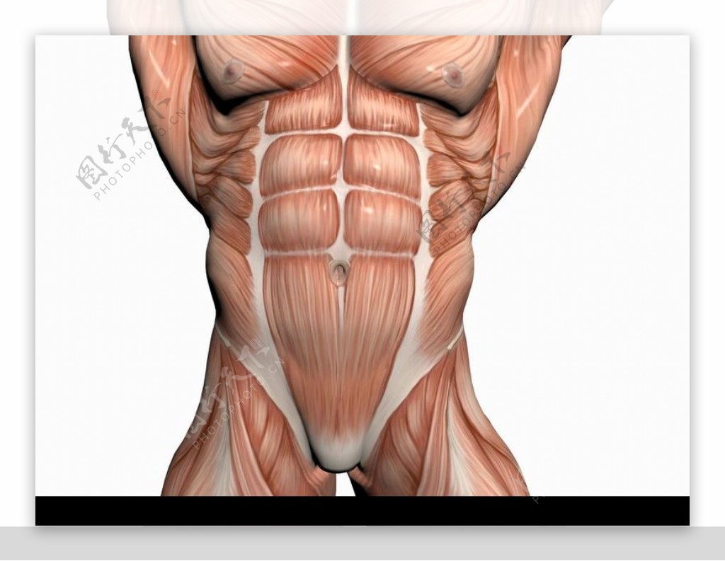肌肉人体模型0029