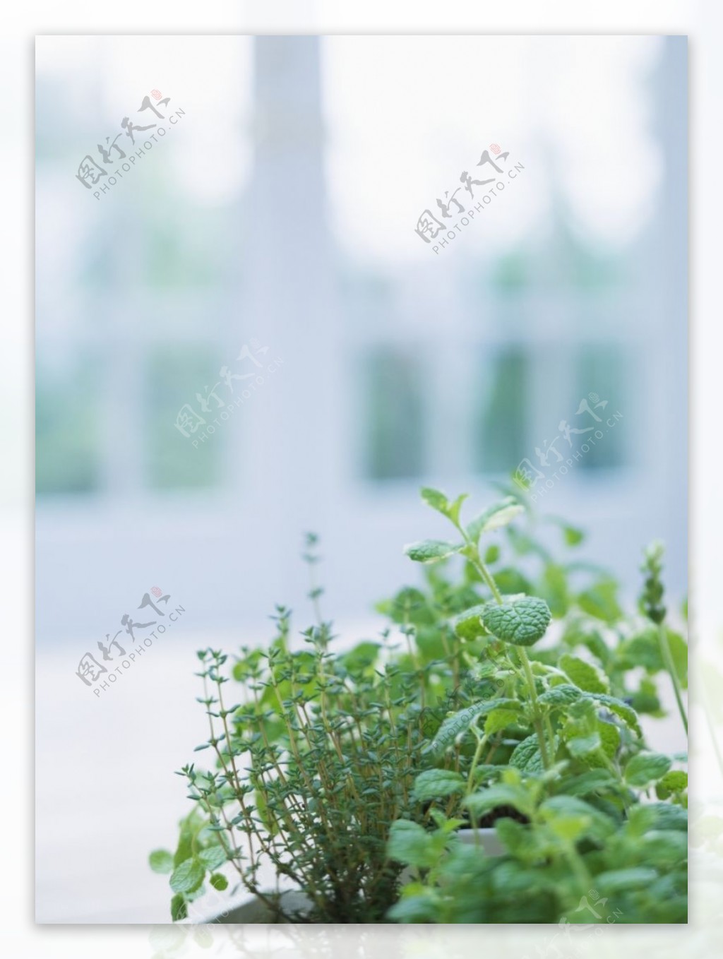植物与空间0386