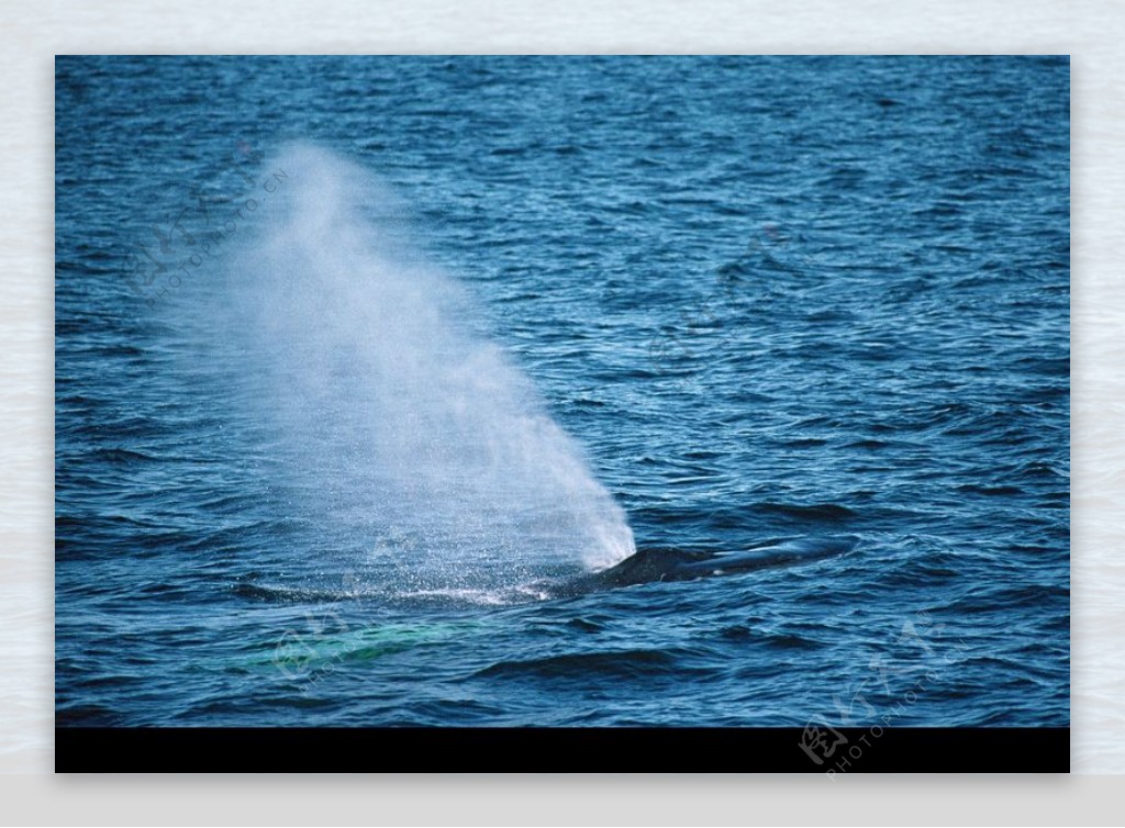 海豚鲸鱼企鹅0184