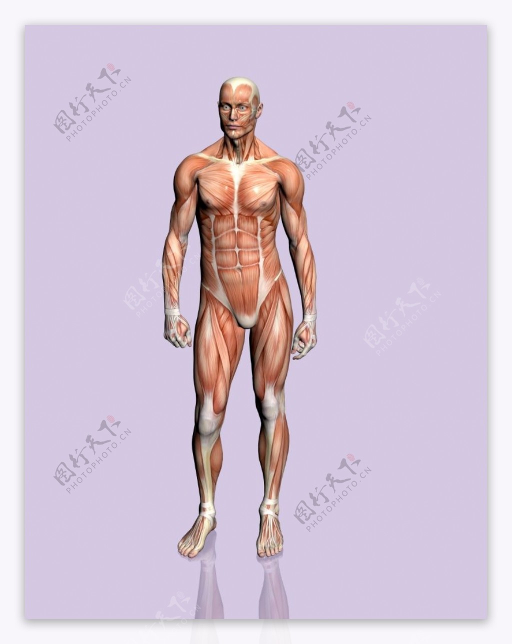 肌肉人体模型0135