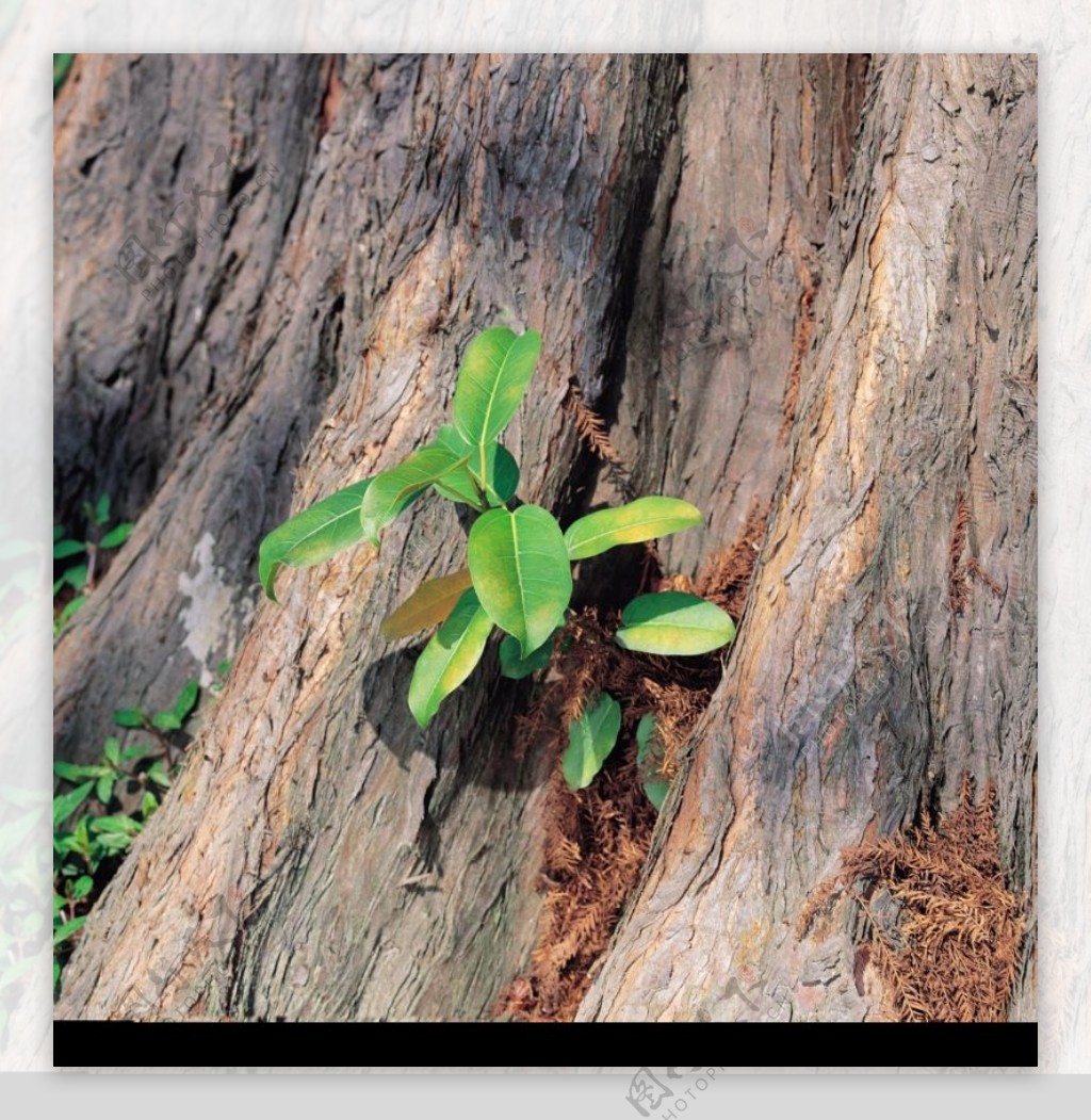 植物的力量0037