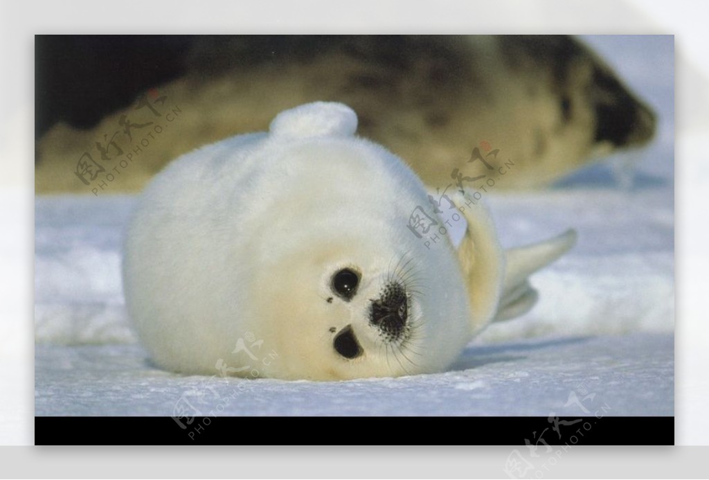 海狮冰雪熊0010