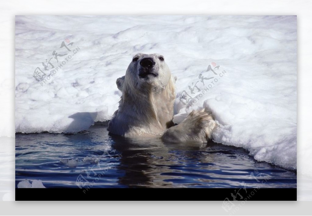 海狮冰雪熊0018