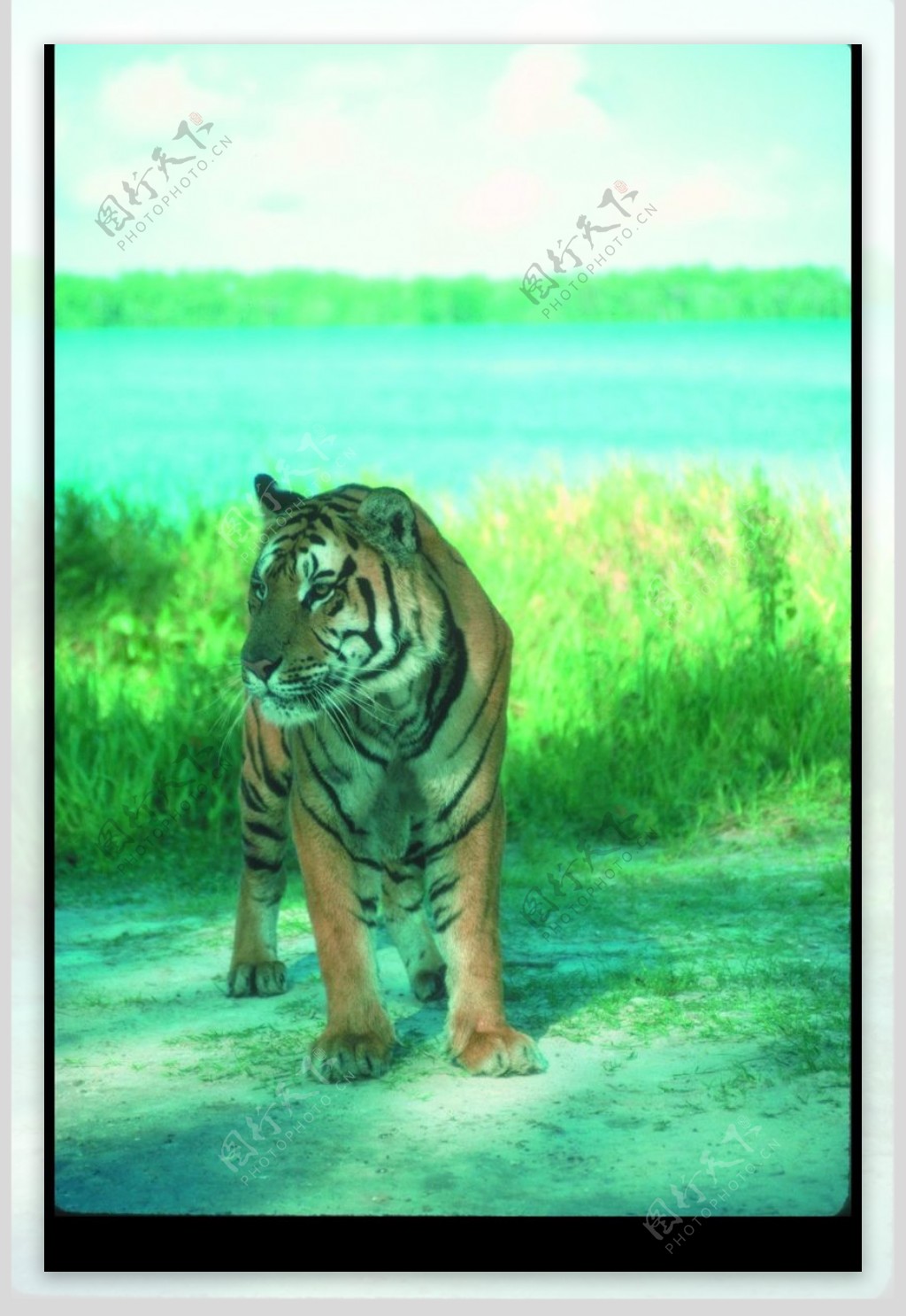 狮虎豹0214
