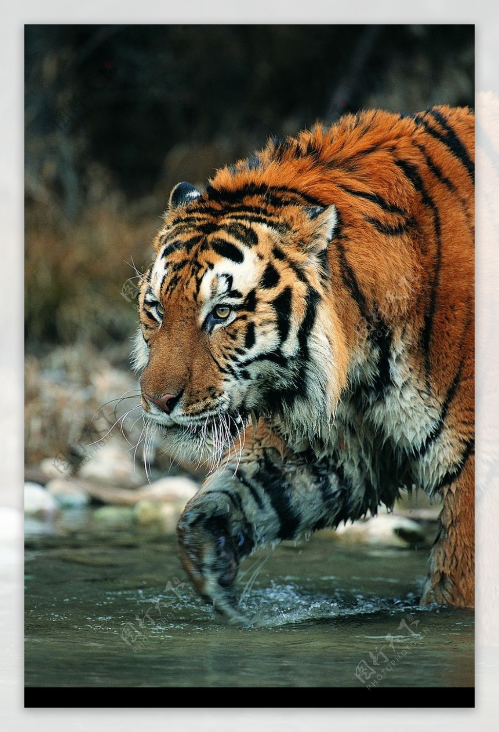 狮虎豹0237