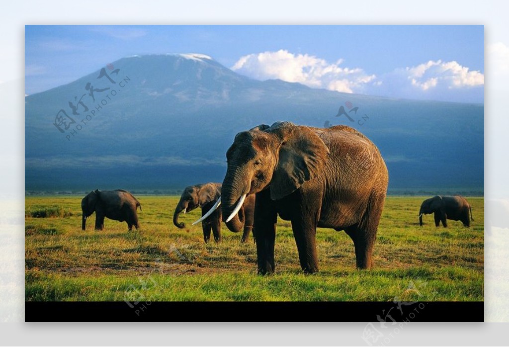 大象王国0058