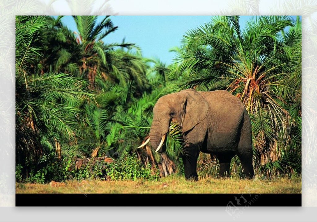 大象王国0222