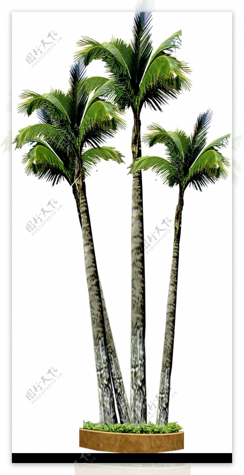 棕榈及椰树0036