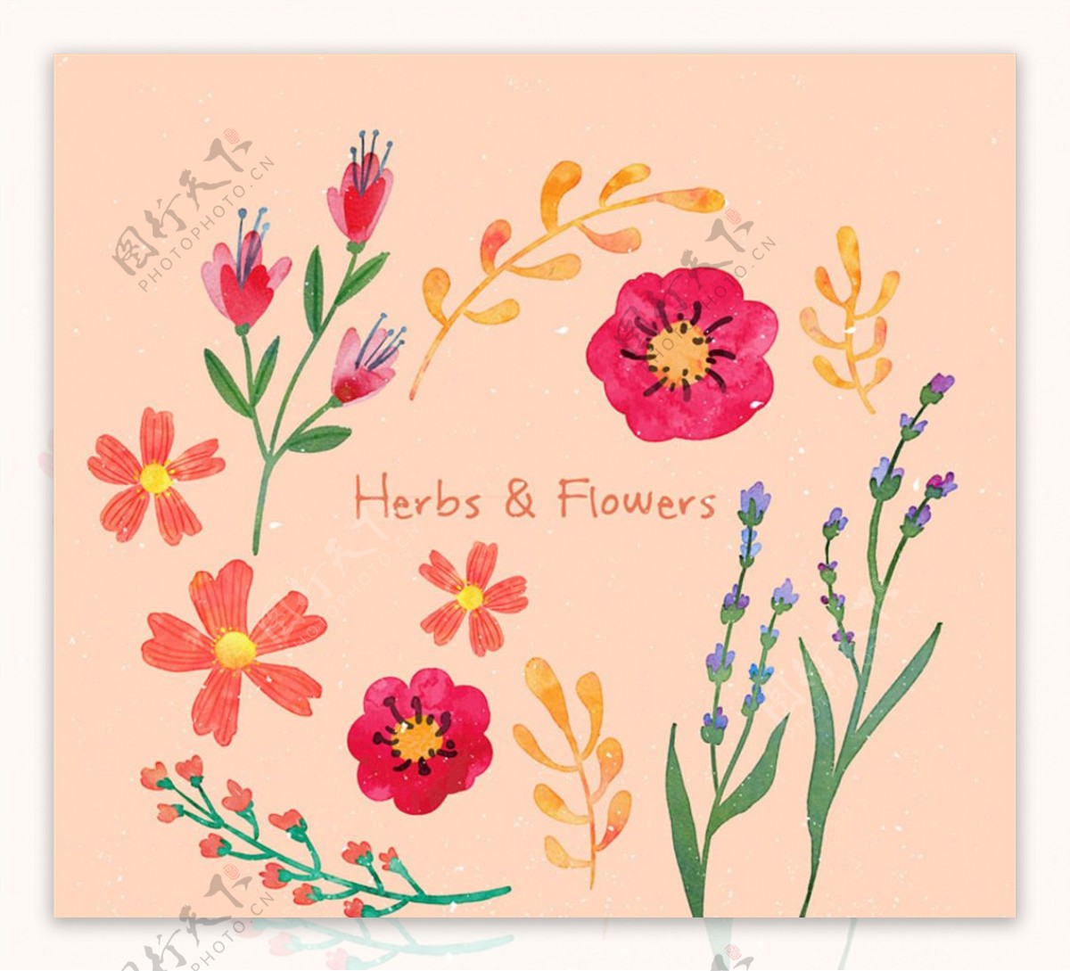 12款手绘花卉和香草矢量素材