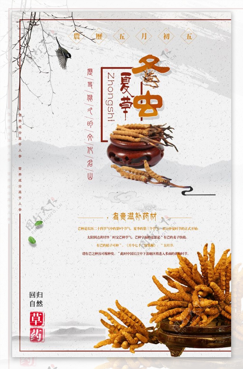 中国风中药文化冬虫夏草海报