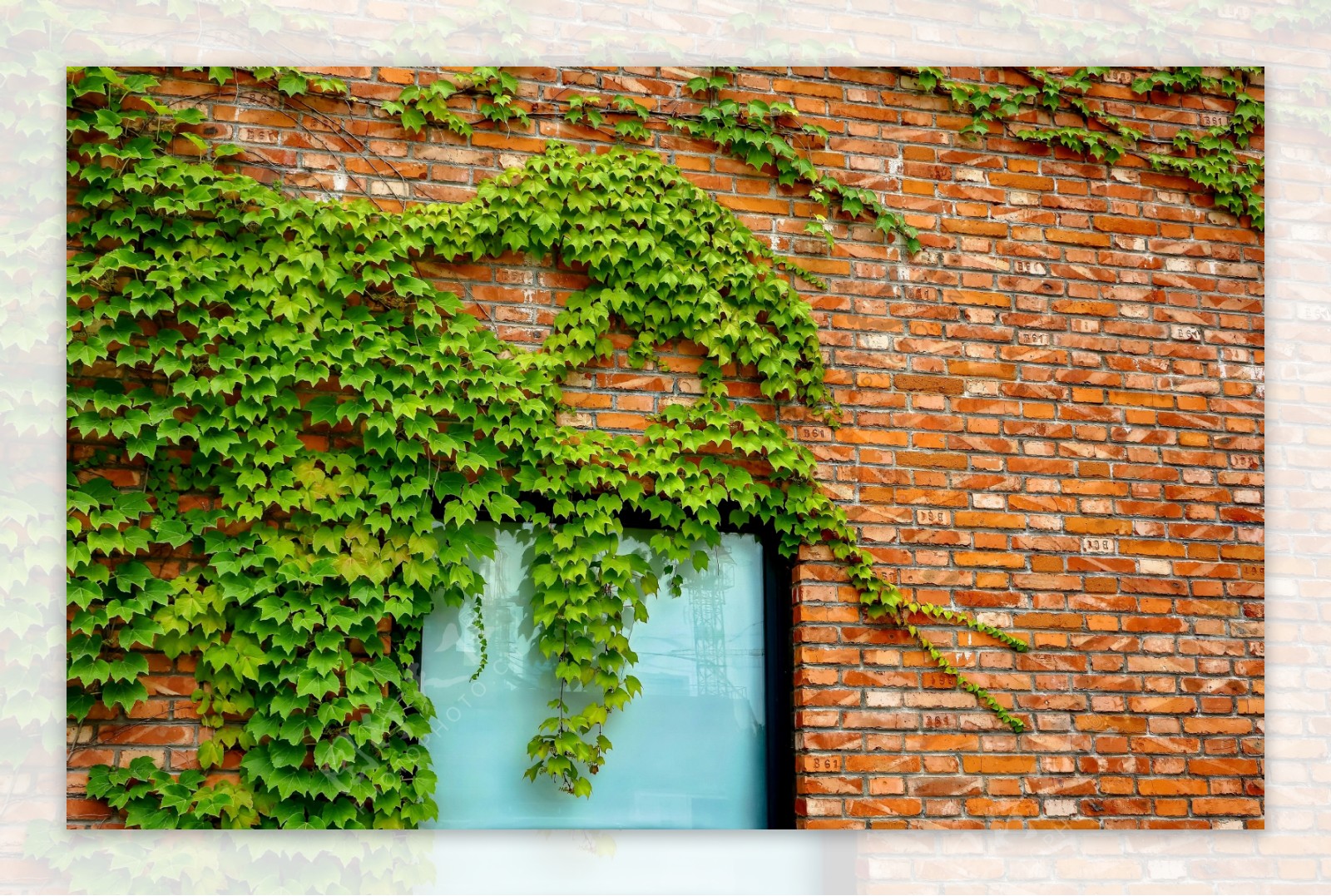 植物外墙