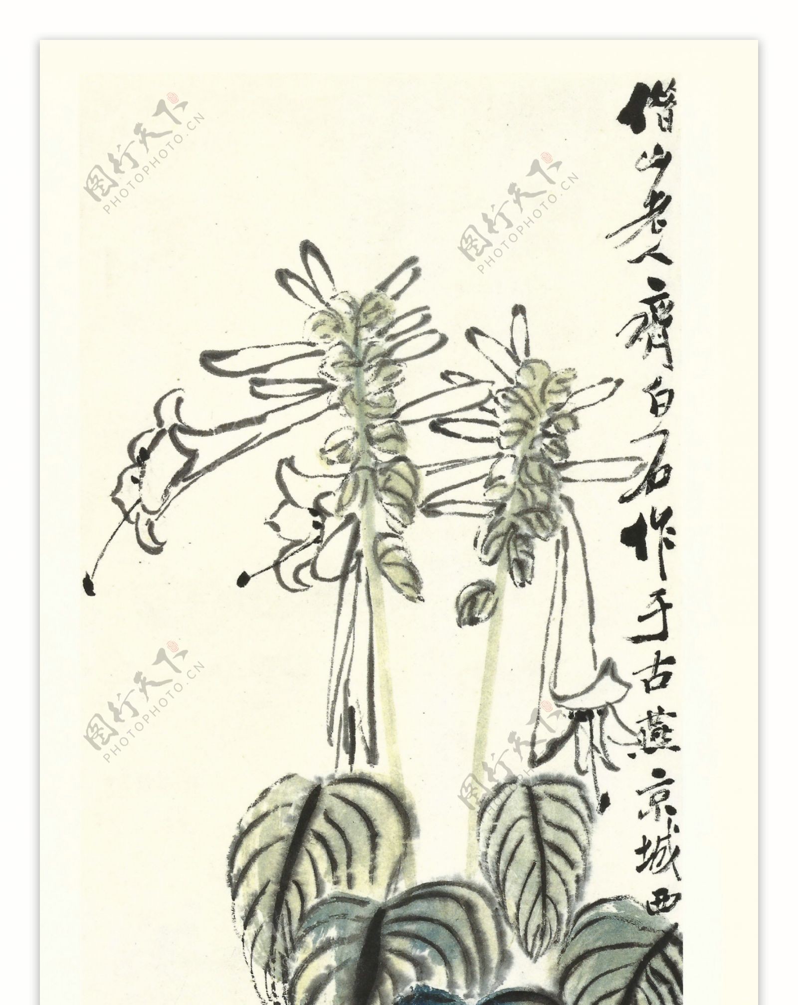 齐白石书法绘画艺术玉簪花
